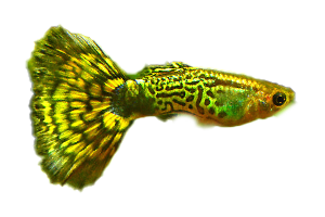 Guppy Cobra - petkiosklive