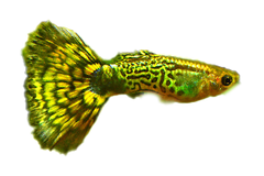 Guppy Cobra - petkiosklive