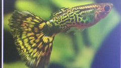Guppy Green Cobra Pr. - petkiosklive