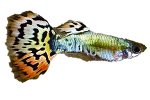 Guppy Leopard - petkiosklive