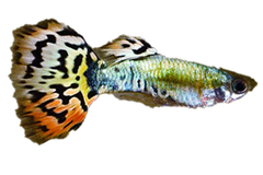 Guppy Leopard - petkiosklive