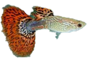 Guppy Cobra - petkiosklive