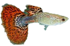 Guppy Cobra - petkiosklive