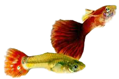 Guppy Cobra - petkiosklive