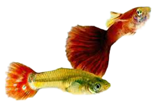 Guppy Cobra - petkiosklive