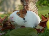 Guinea Pig - petkiosklive