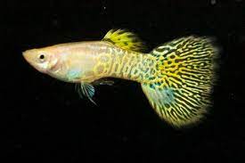 Guppy Gold Cobra Pr. - petkiosklive