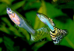 Guppy (Various Colors/Patterns) - petkiosklive