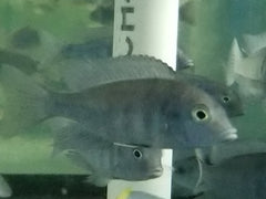 Hap. Assortment - petkiosklive