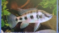 Jewel Cichlid Six Spot - petkiosklive