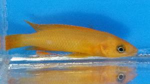 Leleupi - petkiosklive