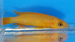 Leleupi - petkiosklive