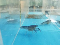 Lobster Blue - petkiosklive