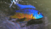 Peacock Yellow Spilonotus - petkiosklive