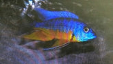 Peacock Yellow Spilonotus - petkiosklive