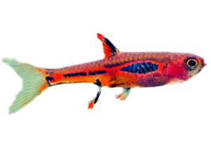 Rasbora Briggittae Chili - petkiosklive