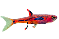 Rasbora Briggittae Chili - petkiosklive