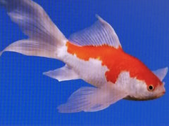 Red & White Sarasa - petkiosklive