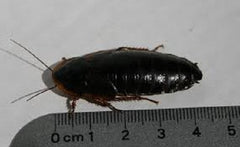 Roach Dubia - petkiosklive