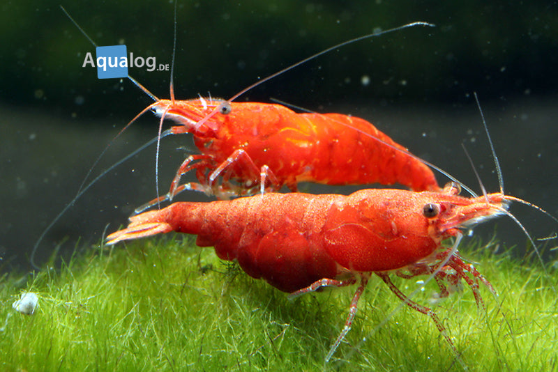 Sakura Orange Shrimp - petkiosklive