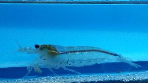 Shrimp Japonica - petkiosklive