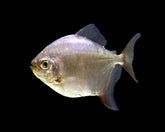 Silver Dollar - petkiosklive