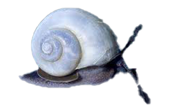 SNAIL BLUE