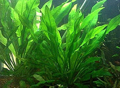 Sword Plant Mixed