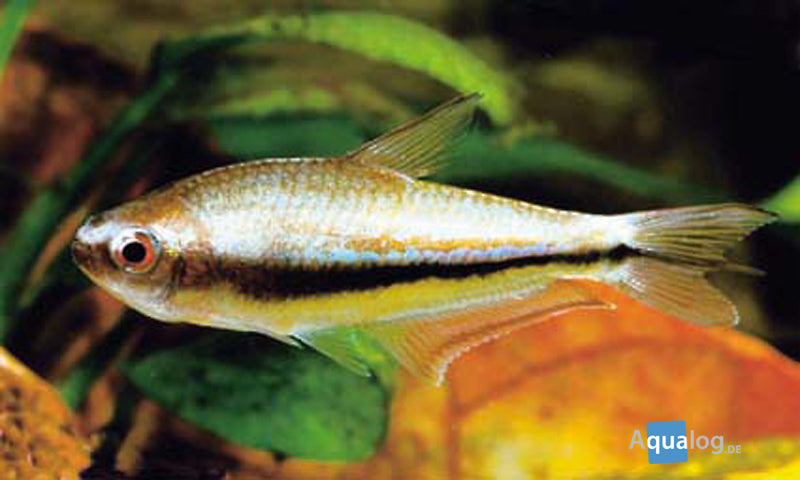 Tetra Emperor Rainbow - petkiosklive