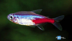 Tetra Neon
