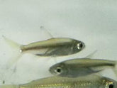 Tetra African Bloodfin - petkiosklive