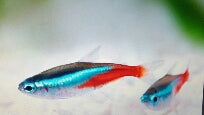 Tetra Neon