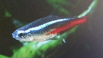 Tetra Neon