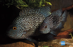 Texas Carpintis Cichlid - petkiosklive
