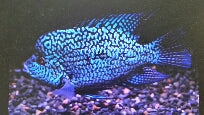 Texas Carpintis Cichlid - petkiosklive