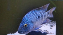 Texas Carpintis Cichlid - petkiosklive