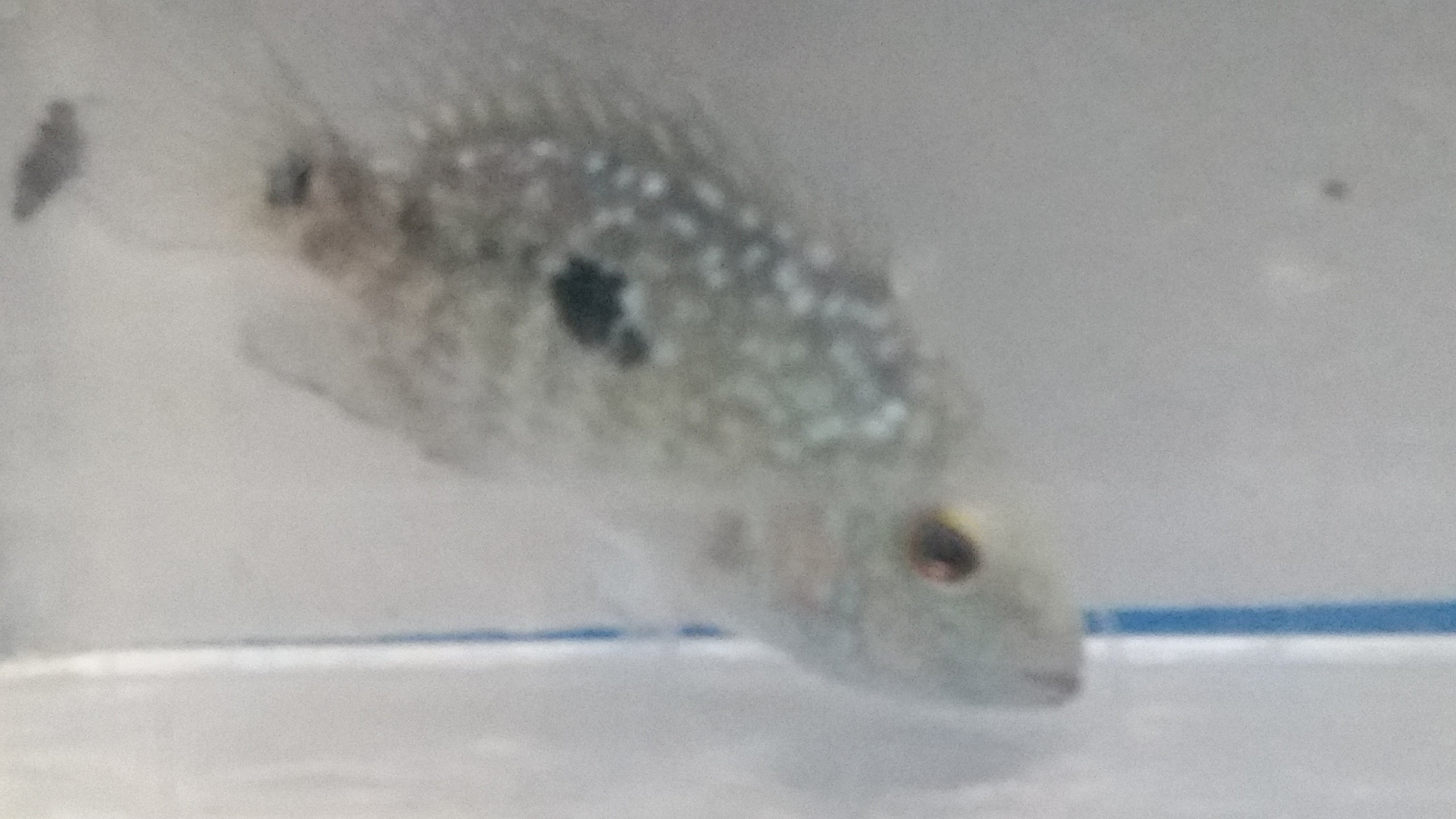 Texas Carpintis Cichlid - petkiosklive