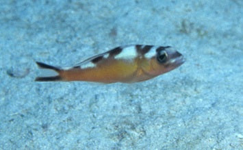 Tobaco Fish - petkiosklive