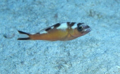 Tobaco Fish - petkiosklive