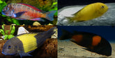 Tropheus Assortment - petkiosklive