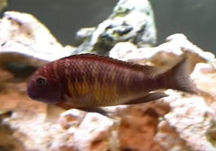 Tropheus Assortment - petkiosklive