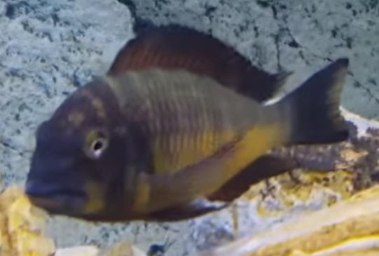 Tropheus Assortment - petkiosklive