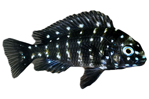 Tropheus Assortment - petkiosklive