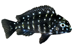 Tropheus Assortment - petkiosklive