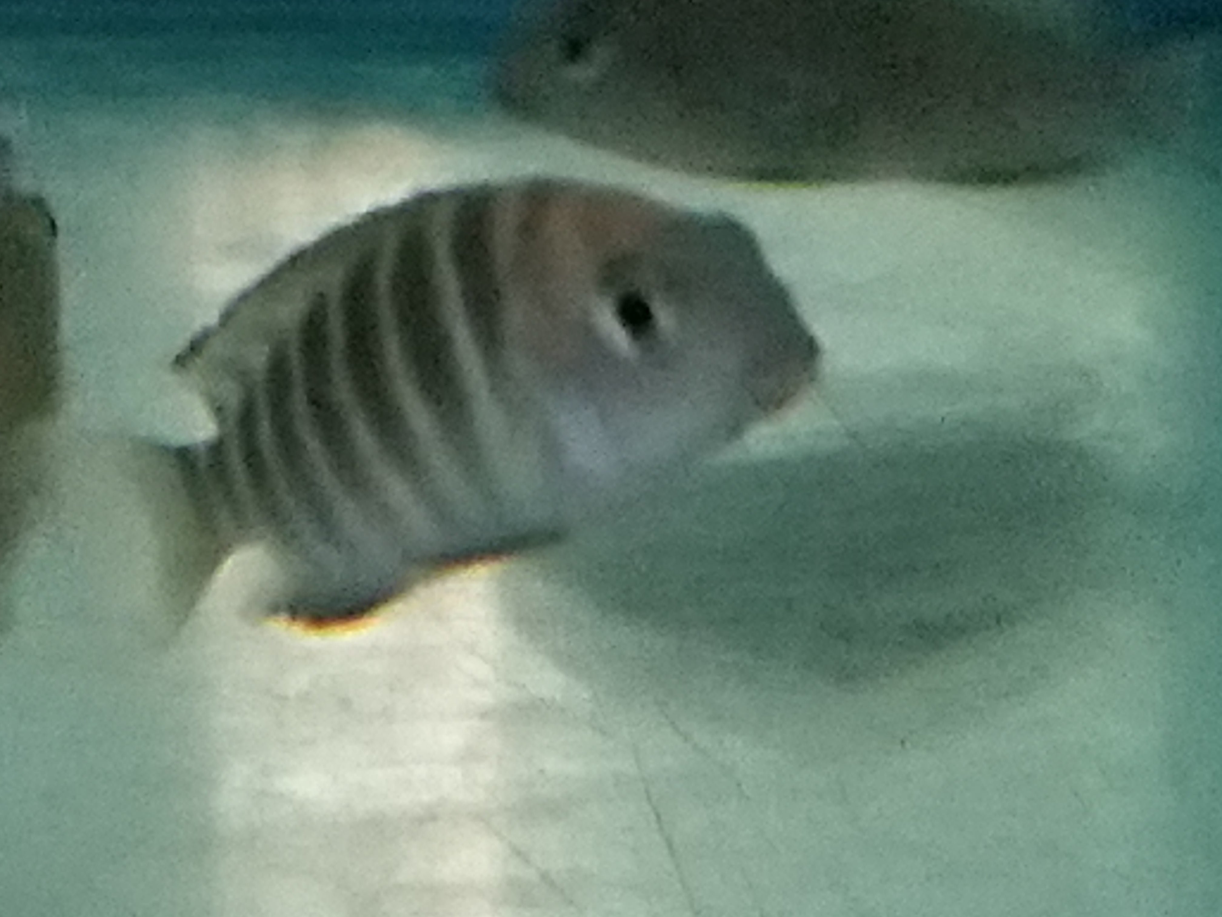 Tropheus Assortment - petkiosklive