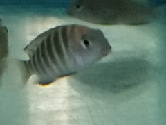 Tropheus Assortment - petkiosklive