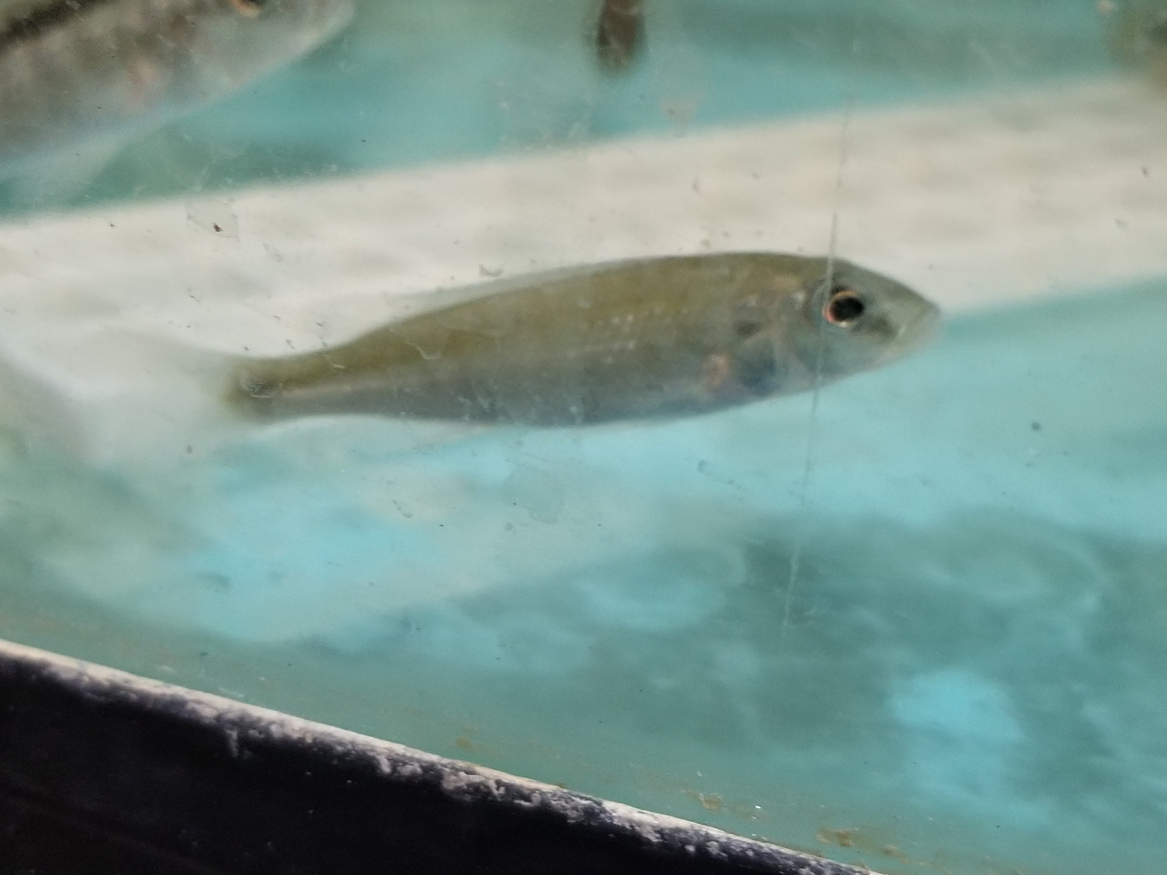 Trout Cichlid Champ Caerul - petkiosklive
