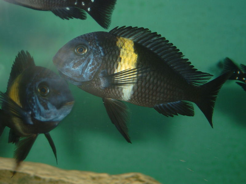 Tropheus Assortment - petkiosklive