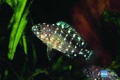 Tropheus Assortment - petkiosklive