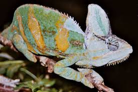 Veiled Chameleon Translucant - petkiosklive